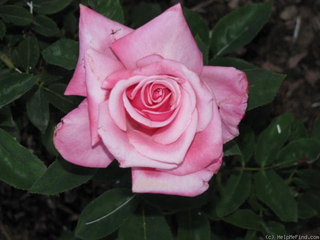 'Lobo' rose photo
