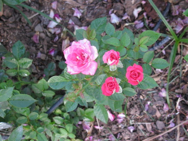 'Daddy's Little Girl' rose photo