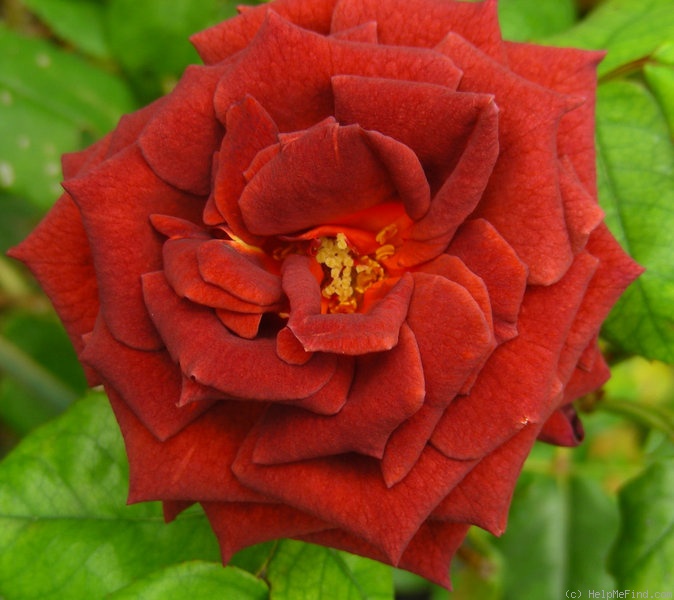 'Jocelyn' rose photo