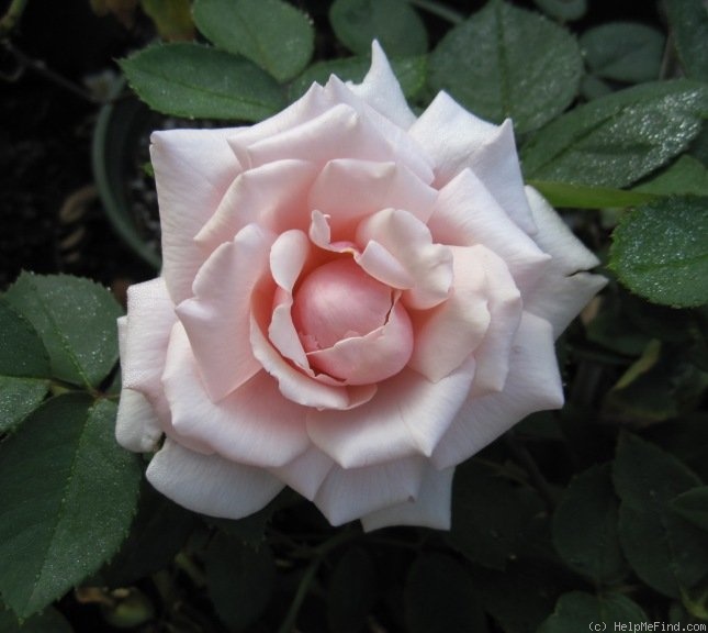 'Hovyn de Tronchère' rose photo