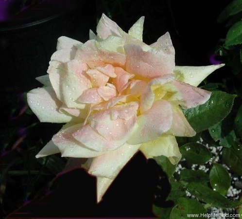 'Amatsu-Otome (Hybrid Tea, Teranishi, 1960)' rose photo