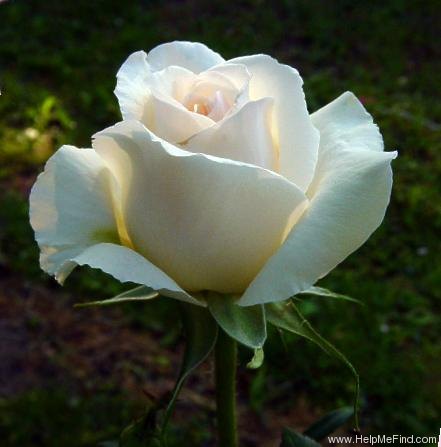 'Julia Renaissance' rose photo