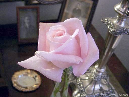 'Marchenkonigin' rose photo