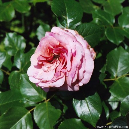 'Aloha (cl. hybrid tea, Boerner before 1949)' rose photo