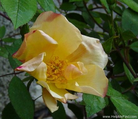 'Mutabilis (china, Unknown, before 1894)' rose photo