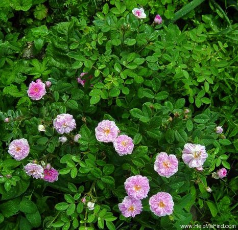 'Rose de Meaux' rose photo