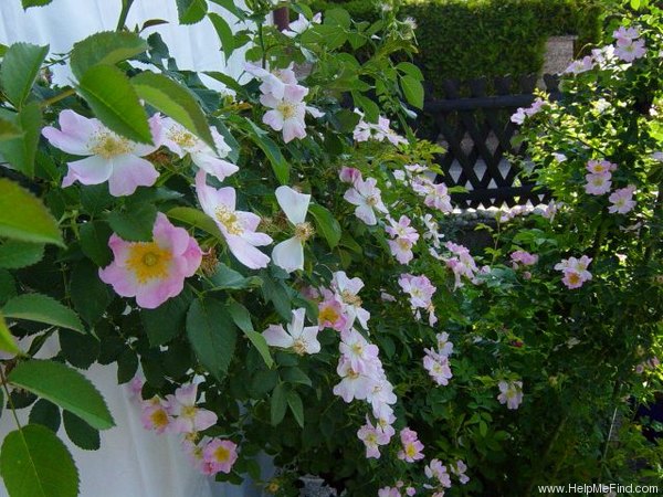 '<i>Rosa canina</i> L.' rose photo