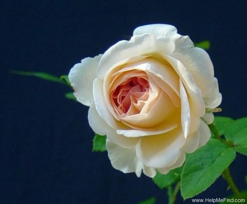 'Sebastian Kneipp ™' rose photo