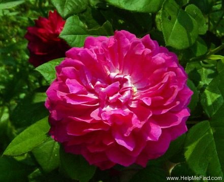 'Sophy's Rose' rose photo