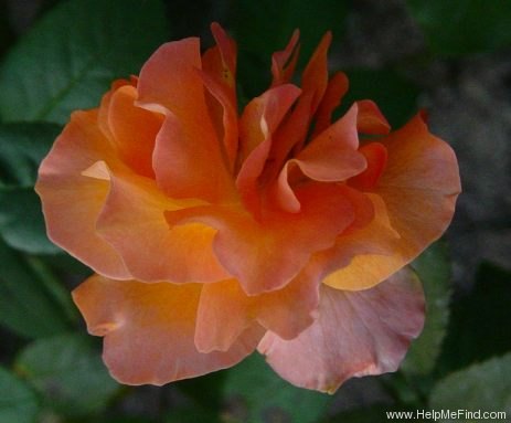 'Tea Time (hybrid tea, Evers/Tantau, 1994)' rose photo