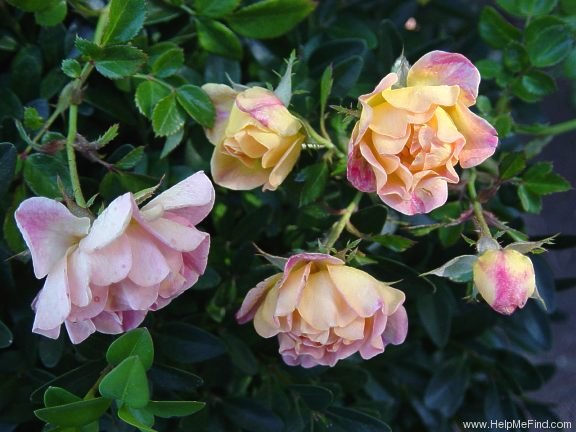 'Yellow Fairy ™' rose photo