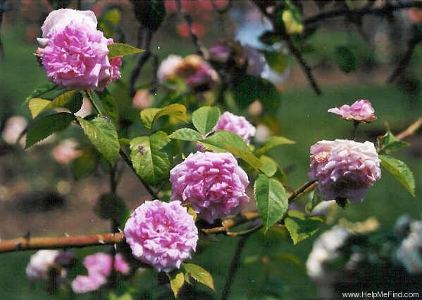 'Queen of the Prairies' rose photo