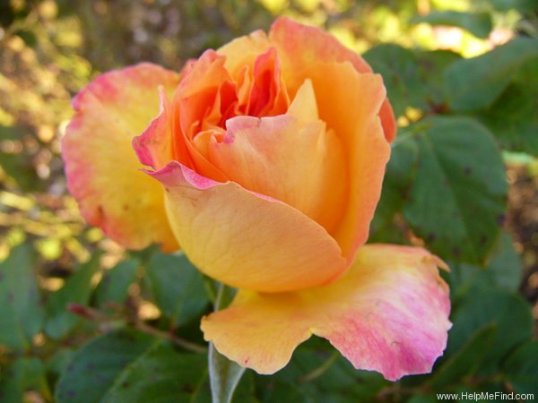 'Rose des Cisterciens ®' rose photo