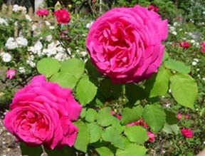 'Countryside Roses'  photo