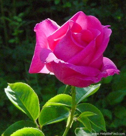 'First Blush (hybrid tea, Meilland 1998)' rose photo