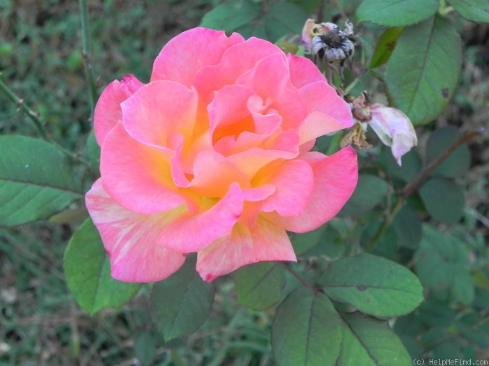 'Mardi Gras ™ (floribunda, Zary 2007)' rose photo