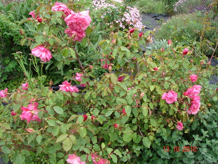 'Général Schablikine (Tea, Nabonnand, 1878)' rose photo