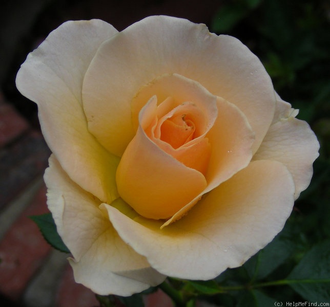 'Susan Daniel' rose photo