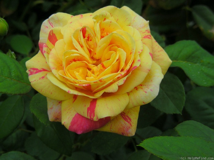 'Wonderstripe ™' rose photo