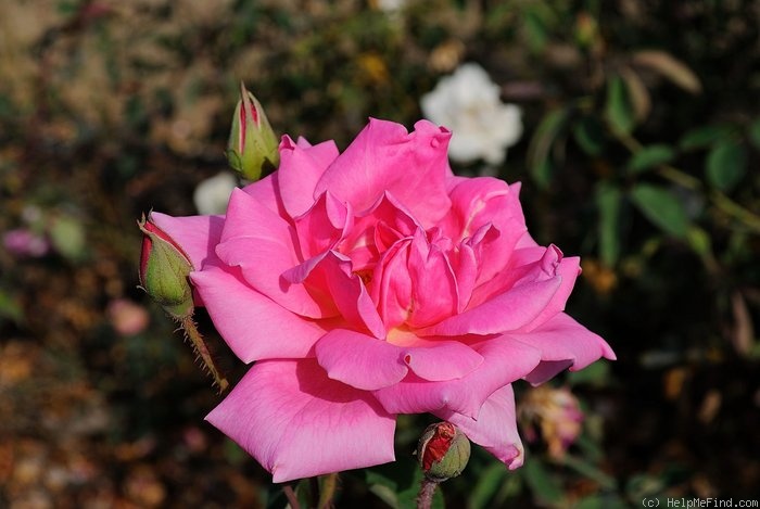 'Mrs. George Shawyer' rose photo