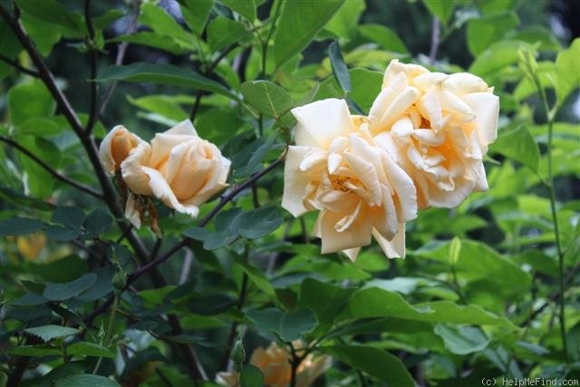 'Lady Hillingdon, Cl. (Tea Cl, Hicks, 1917)' rose photo