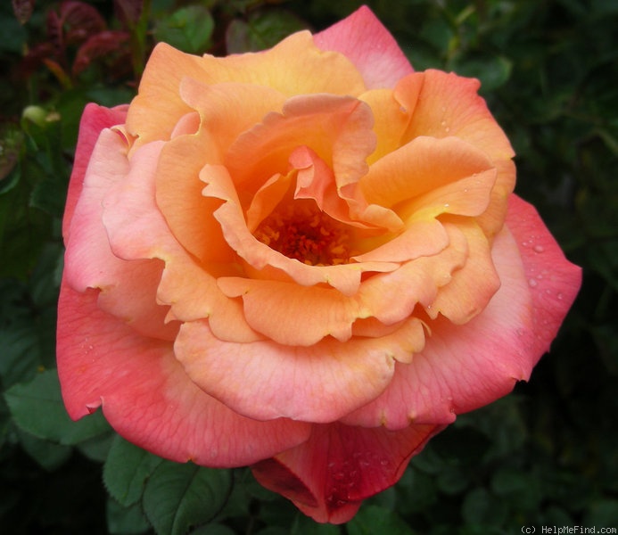 'Colorific (floribunda, Carruth 2009)' rose photo