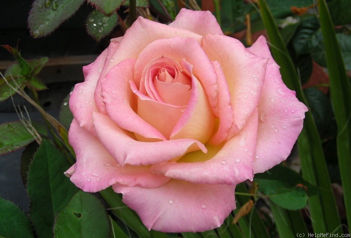 'Frivolous Pink' rose photo
