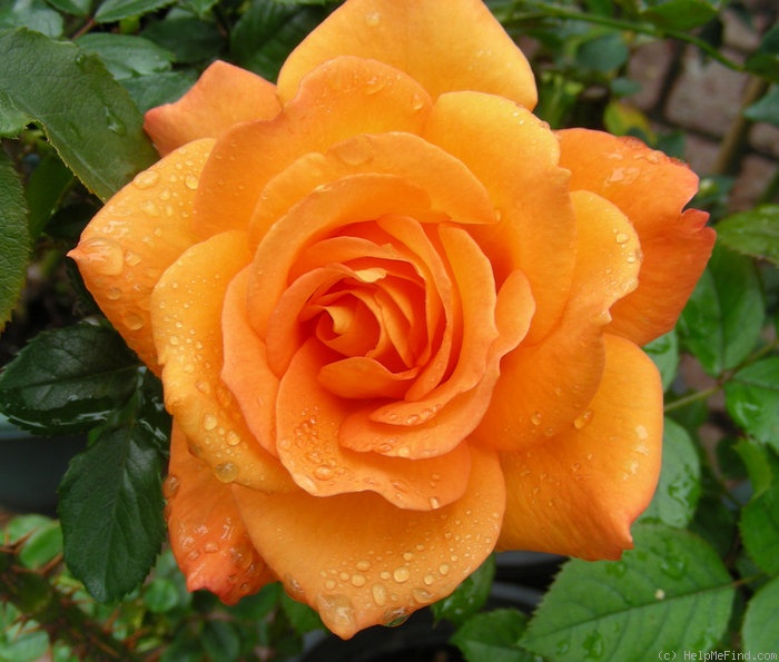 'Hallé (hybrid tea, Fryer before 2001)' rose photo