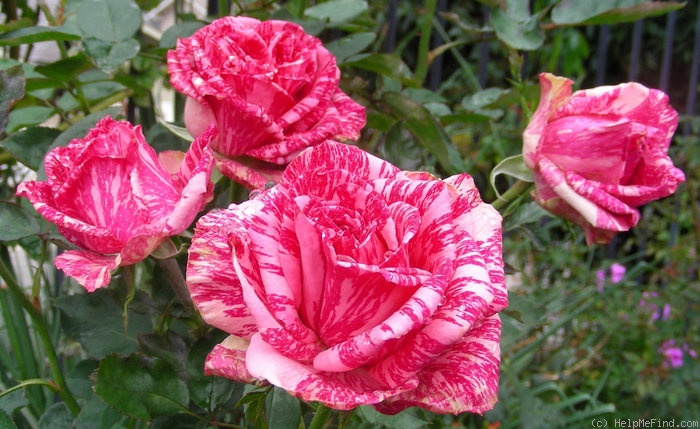 'Pink Intuition' rose photo