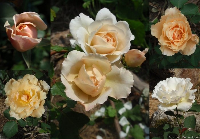 'Jitka' rose photo