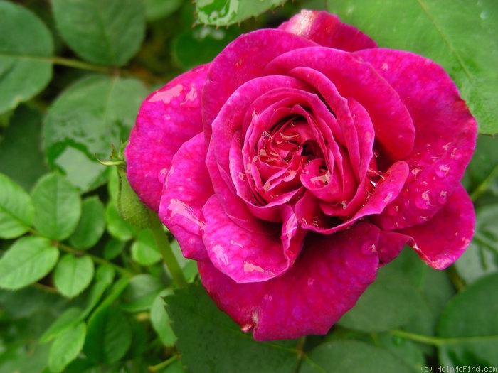 'Purple Rain (hybrid tea, Kawamoto, 1987)' rose photo