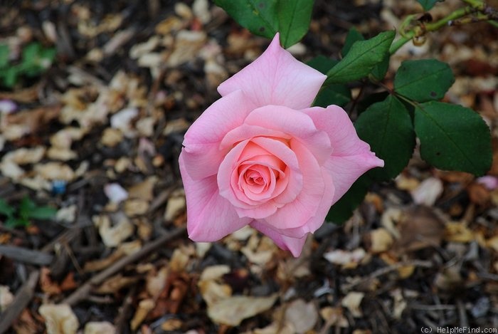 'Bridal Pink ™ (floribunda, Boerner before 1966)' rose photo