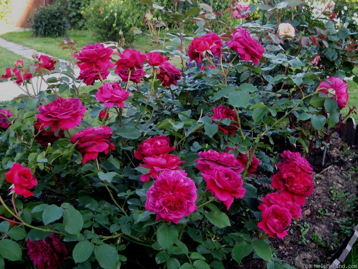 'William Shakespeare 2000 ™ (shrub, Austin 1994)' rose photo