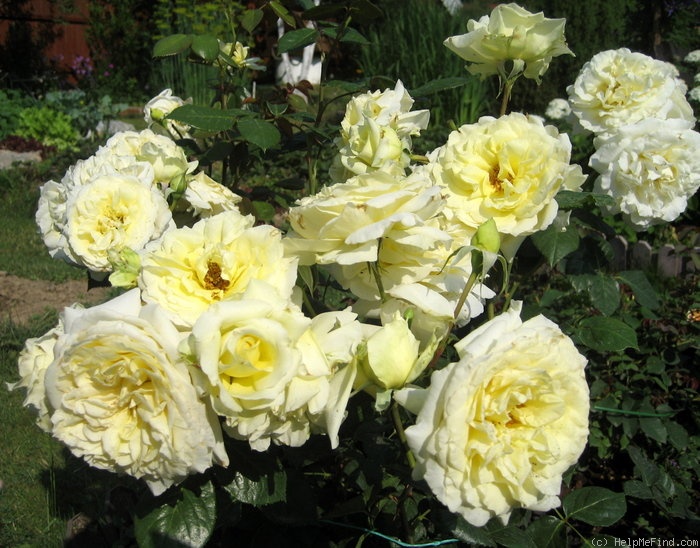 'Elfe ® (LCl, Evers/Tantau, 2000)' rose, click to enlarge 'Elfe ® (LCl, Evers/Tantau, 2000)' rose photo
