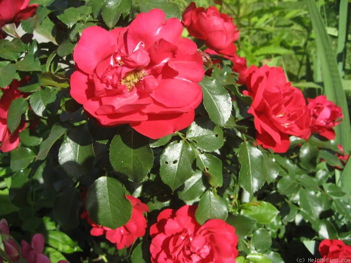 'Colossal Meidiland' rose photo