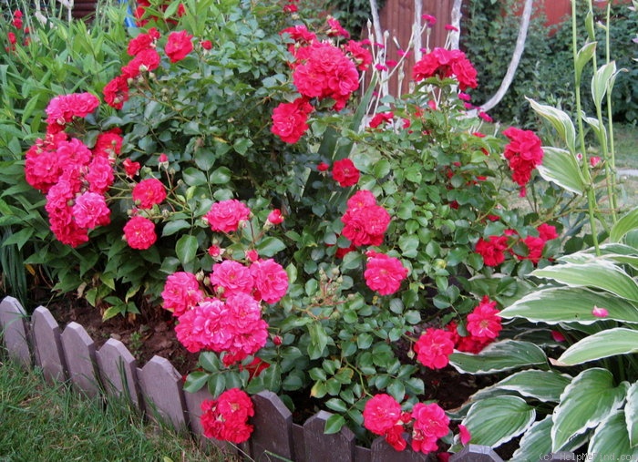 'Hello ® (shrub, Meilland, 2002)' rose photo