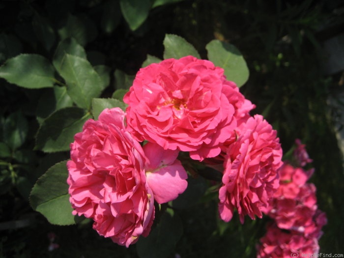 'Maria Renaissance' rose photo