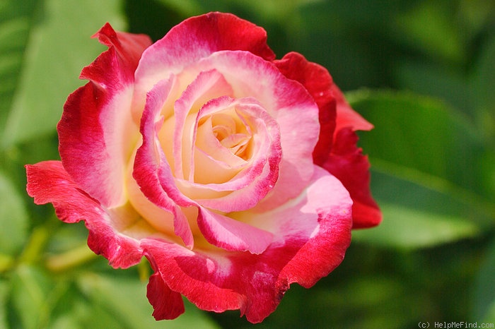 'Double Delight ®' rose photo