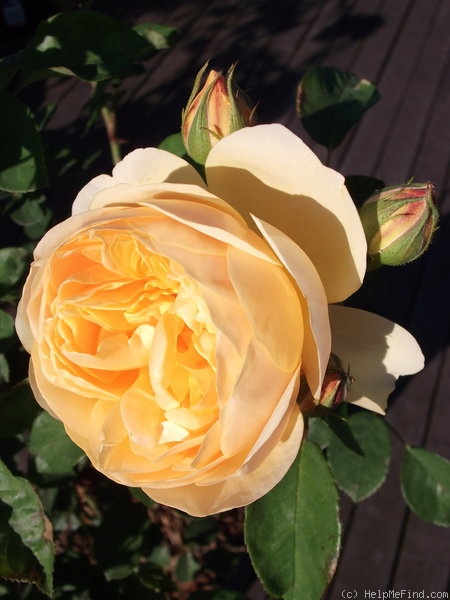 'Graham Thomas' rose photo