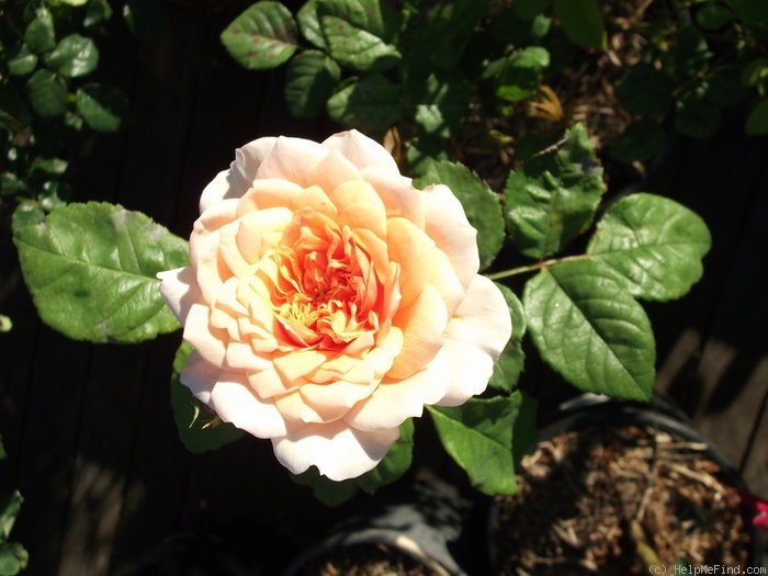 'Grace ® ™ (English Rose, Austin 2001)' rose photo