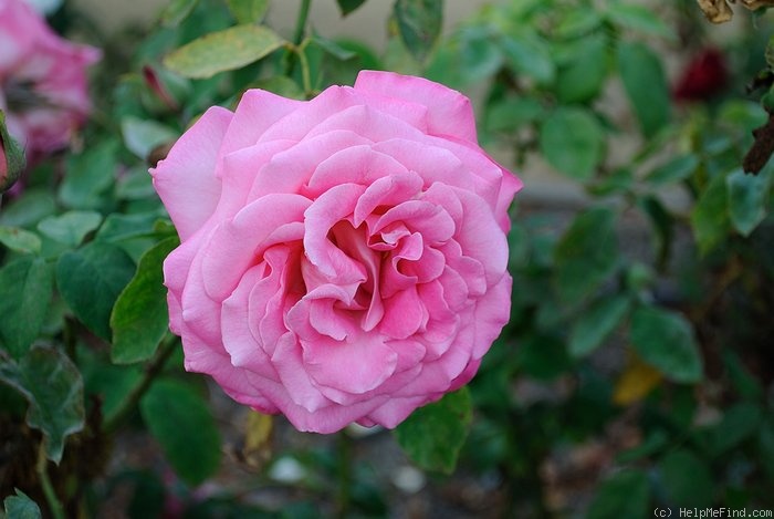 'High Esteem' rose photo