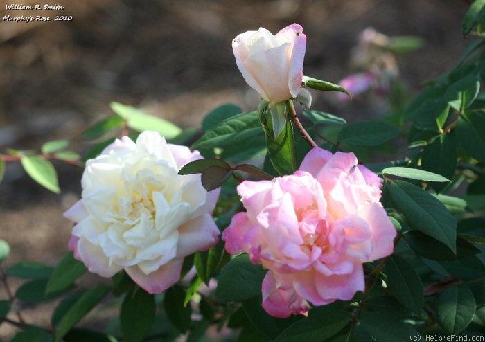 'William R. Smith' rose photo