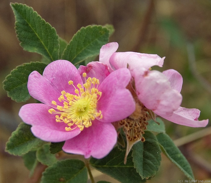 '<i>Rosa californica</i> Cham. & Schlecht.' rose photo