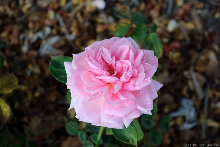 'Madame Wagram, Comtesse de Turenne' rose photo