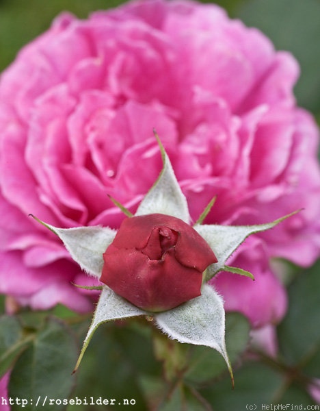 'Noble Anthony' rose photo