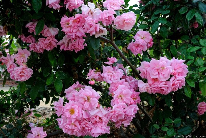 'Pinkie, Cl.' rose photo