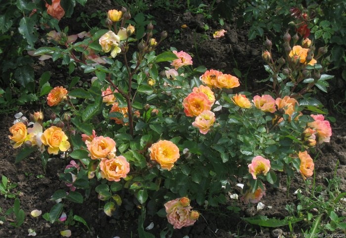 'Bessy' rose photo