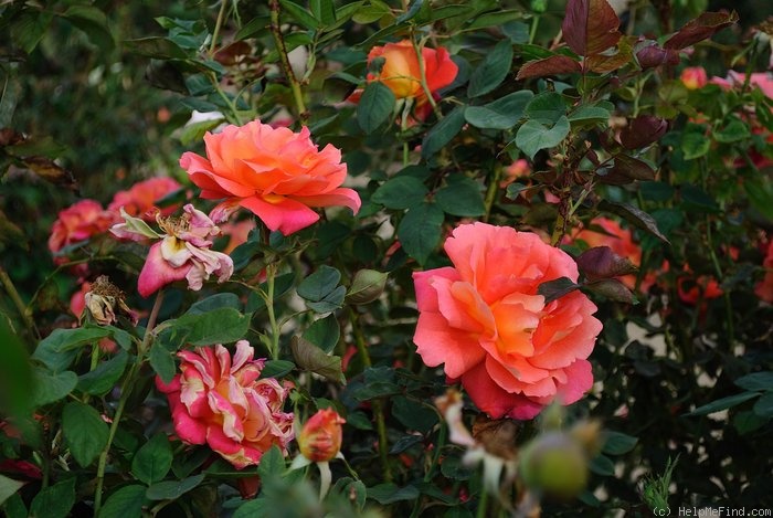 'Solitude ™ (grandiflora, Olesen 1991)' rose photo