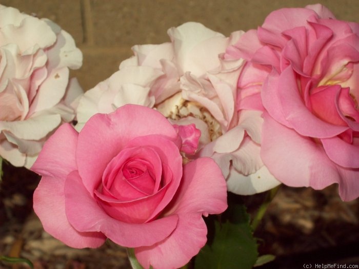 'Flawless ™' rose photo