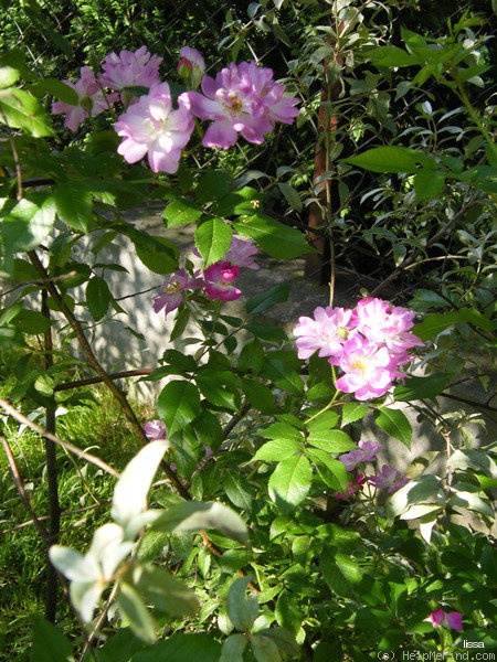 'Veilchenblau (Rambler, Schmidt 1909)' rose photo